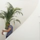 Tips To Move Plants - Moving Company and moving service in los angeles