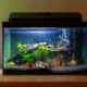 How to Safely Move a Fish Tank